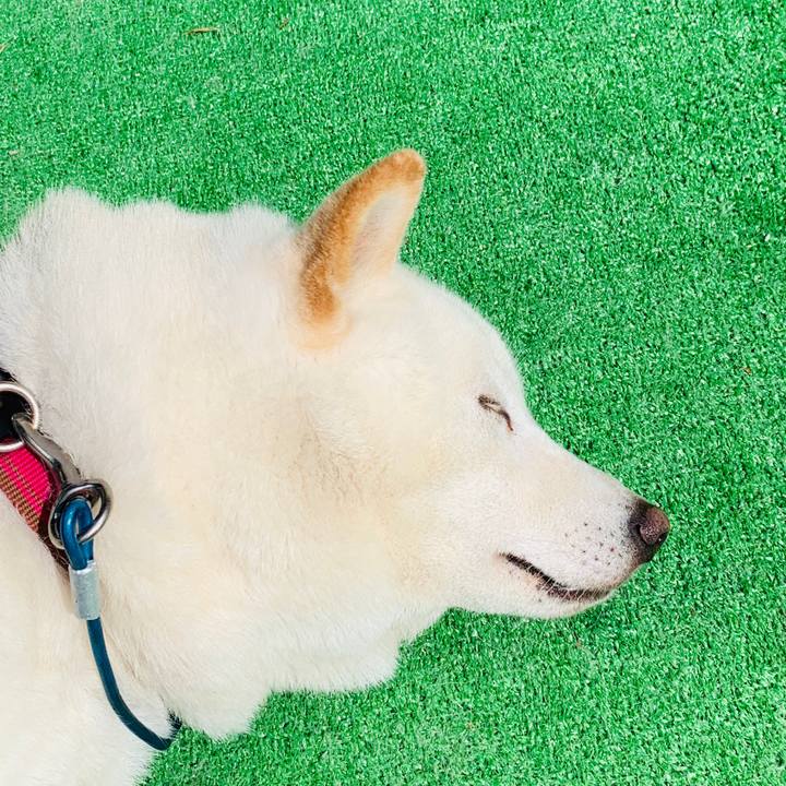 1601bbfa 3962 4da9 9216 f9630e62e2e6 1597552988283