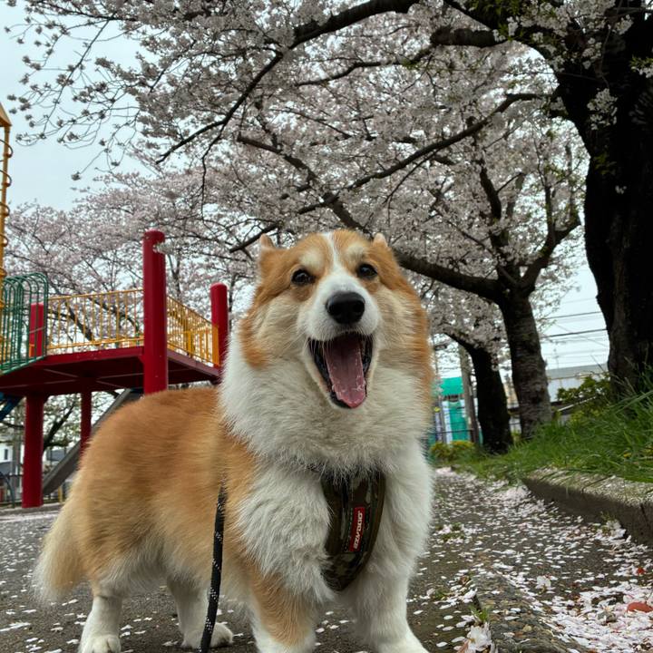 16022a87 405c 41a5 a675 f70aa895f388 1775358796618