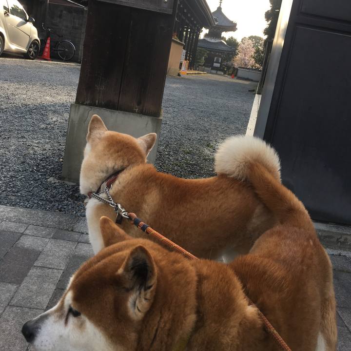 1603b9bb 9285 4bb7 ba32 8e94c03c2508 1522562976668