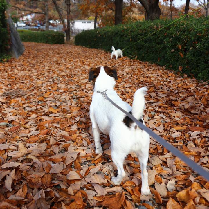 1603dec1 44c1 4d12 b7d8 49c90190e9eb 1544264904650