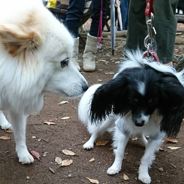 1604db6d c602 4b4f a206 c0e361d3440e 1509225137167