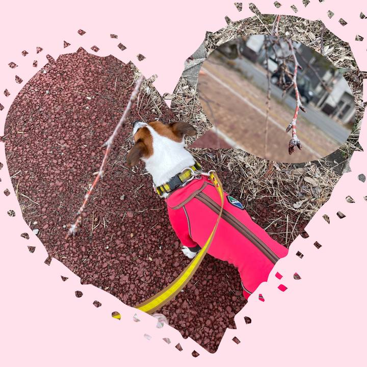 16054c78 2cda 432a a9e8 2f69fbc5cd24 1646545878688