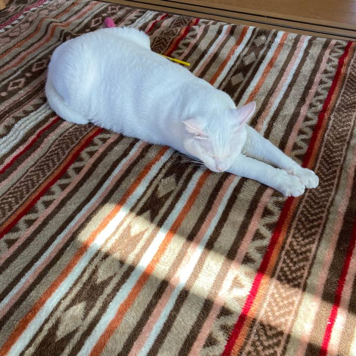 1609df45 fbfe 43e9 a032 0d92e1f3094a 1667011296627