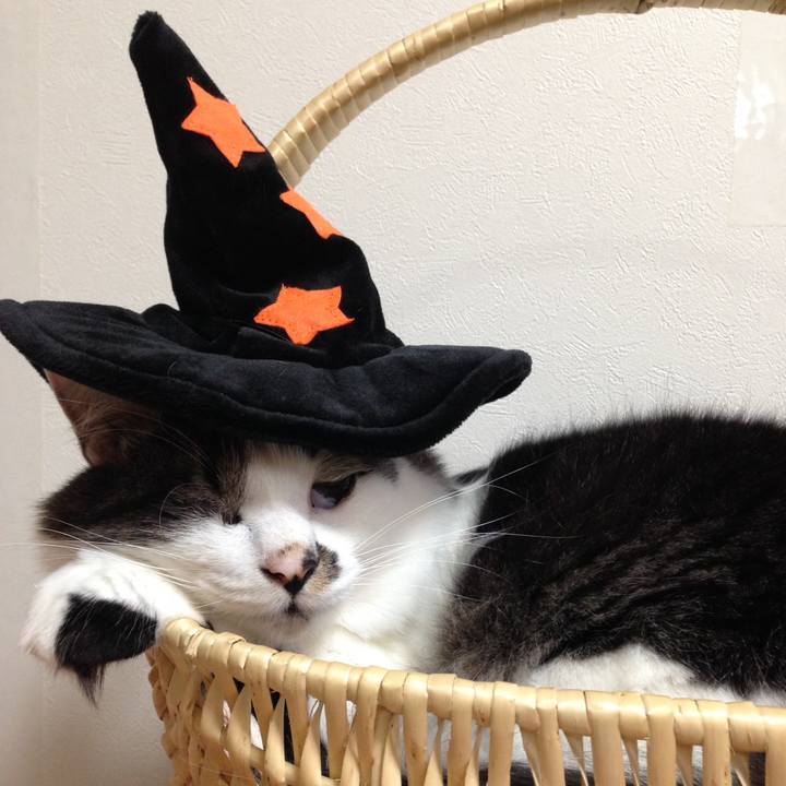 160aafa6 8dd7 4393 823c f0d85aeeeb9a 1508675294667