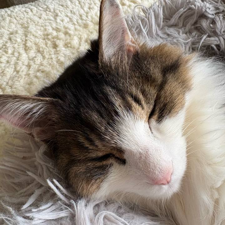 160c5244 13af 45b4 a4f2 4514b3bbf26a 1774827683925