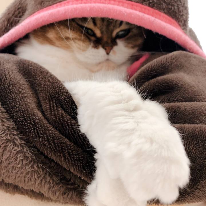 160ca8d4 07cd 43c4 b25b c657fb2ac72a 1587175505245