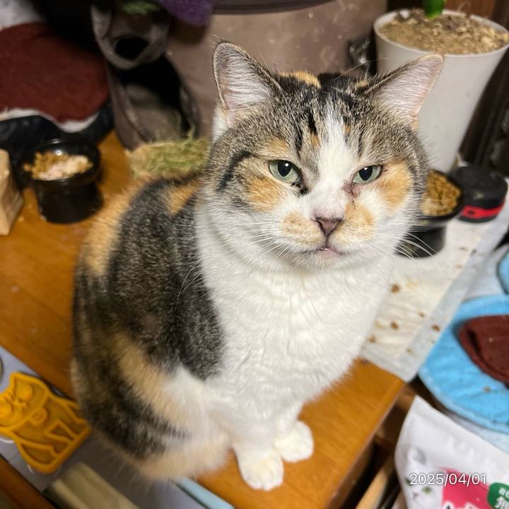 160f241f 7435 4a3c b3ff 2f517ca18833 1743459162381