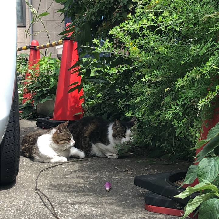 16124937 d1c2 4e16 88dc 58a247f6faf1 1560603903722