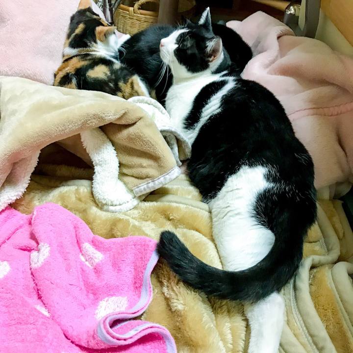 16156728 95ce 4cd1 b1ec 349763ca50a6 1511613663456