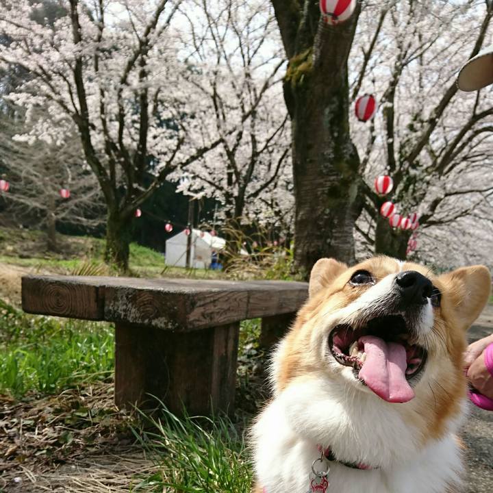 1615997a a8cd 4c68 aa57 45ead284d136 1522291692621