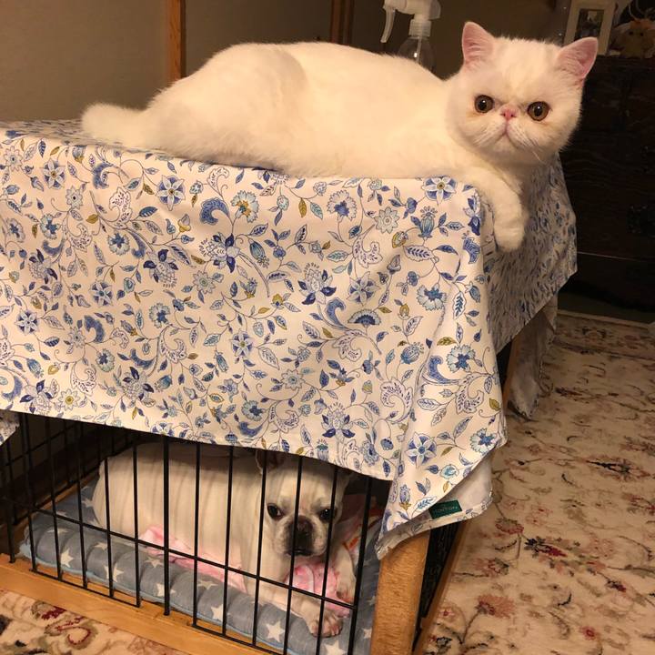 16163c5b 60c1 425c b011 9de3cf146d48 1562069684086