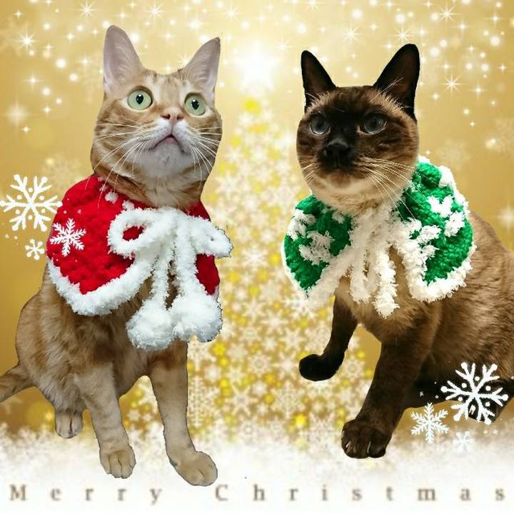 161ce699 020a 4d72 bd65 6208c6ed7358 1545231752422