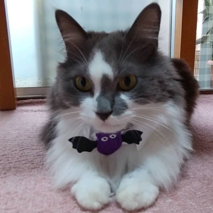 161f475d f1ae 4dbd 96dd e5c8163e89ca 1632108060358