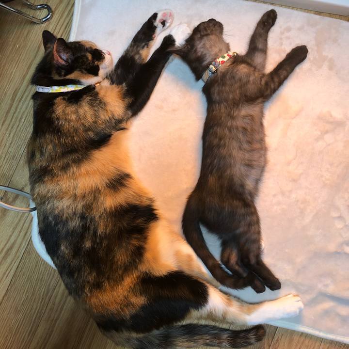 161f55a7 8995 414a a70d 00a86bd32135 1607181099216