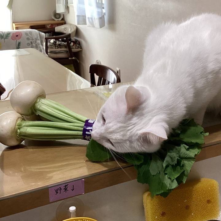 161fe5ca 7fd0 42bb 957a 005fb4c507b1 1680575254646