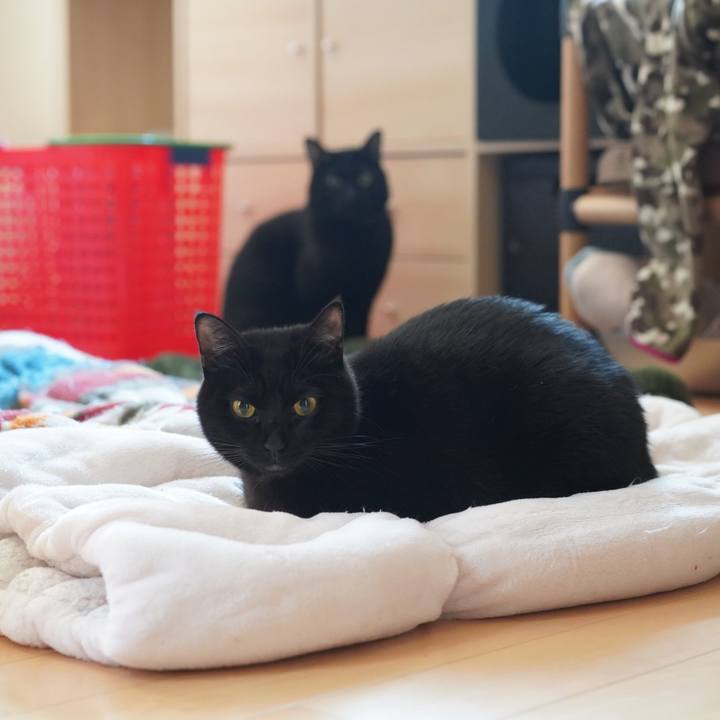 16207c65 d4db 4612 bb30 1e94604d04e7 1576800159960