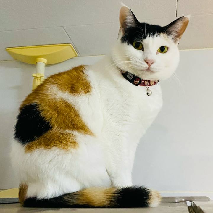 1620a99e 2270 4141 899e 8bd5734ff55c 1669845853720