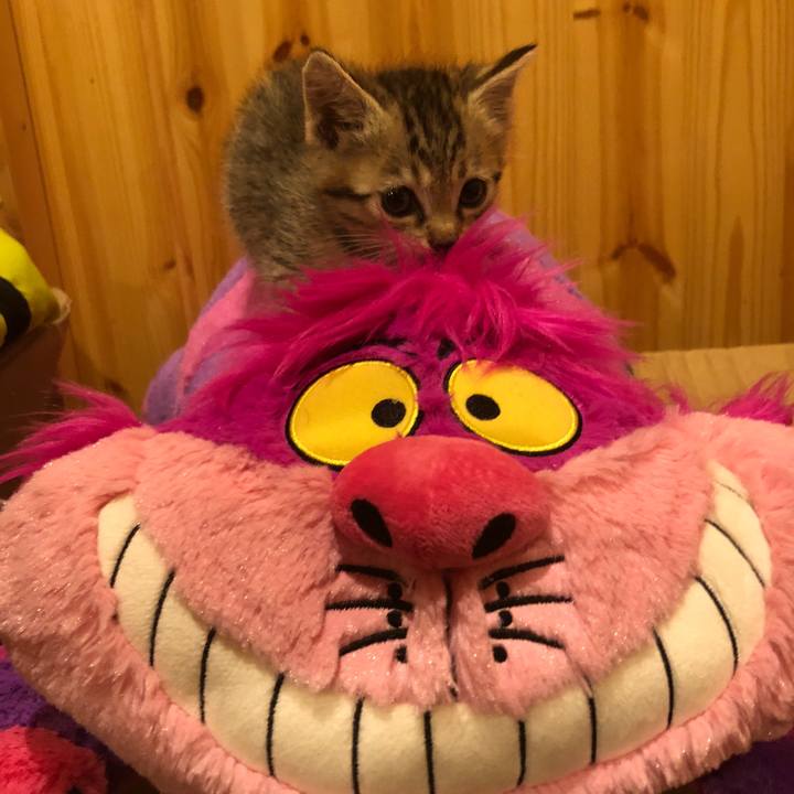 1621fcdd 344a 4896 8358 af9ae928724d 1540042485767