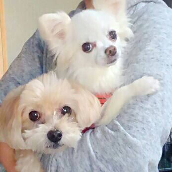 16229ab4 ff94 4dbb be82 6c989c51cf7f 1543362026217