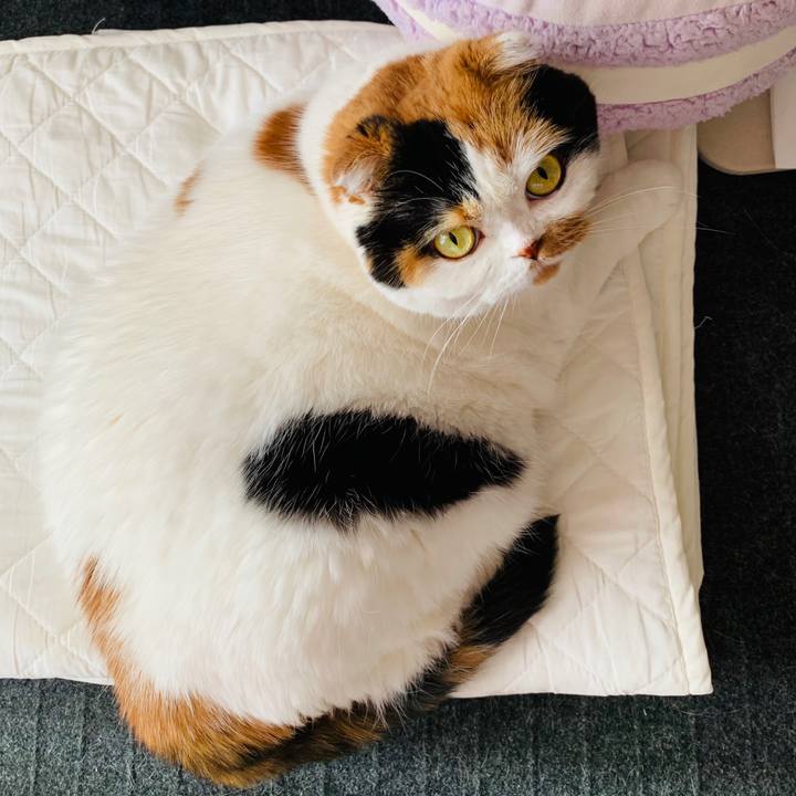 1625d4b5 6d62 4211 aba1 e067ddbe4537 1572563565607