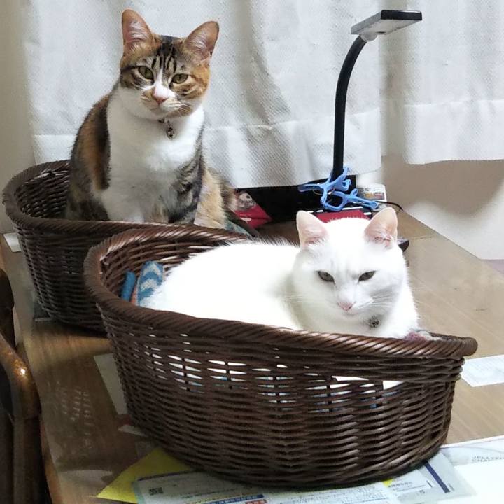 1625edbd 1b25 435a a9d1 f585f7ce7856 1682418672620