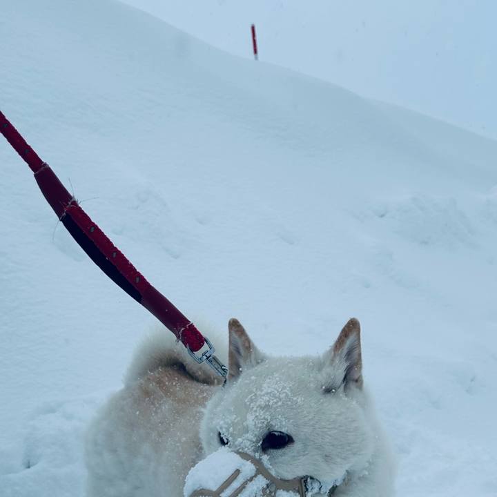 1626677c 968e 4a2d a08b 62e19916ab24 1738451127239