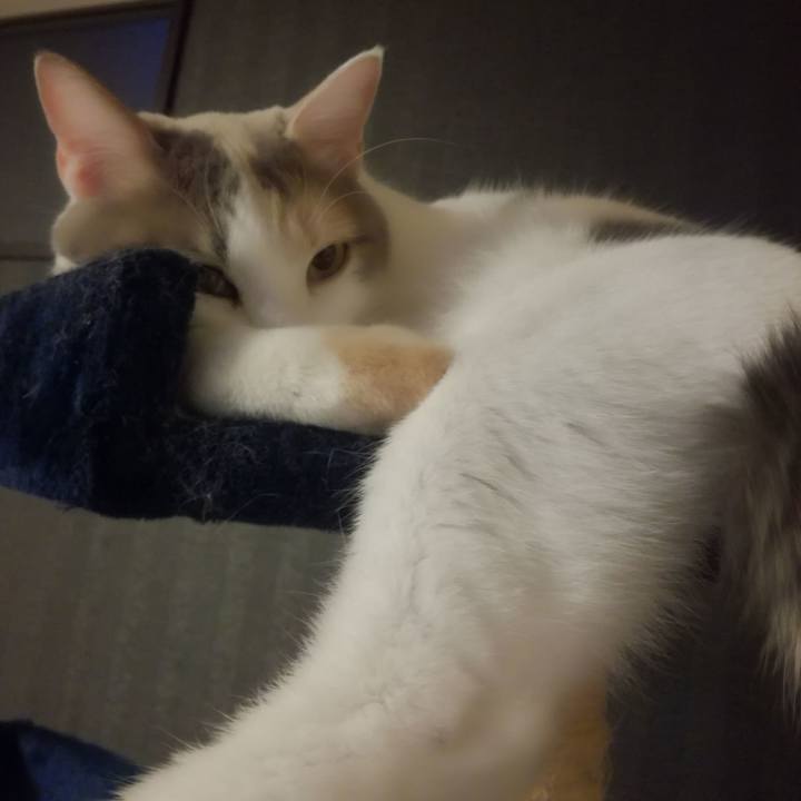 16281cf6 bbc2 4da1 bafa 98375e63b52d 1543739026307