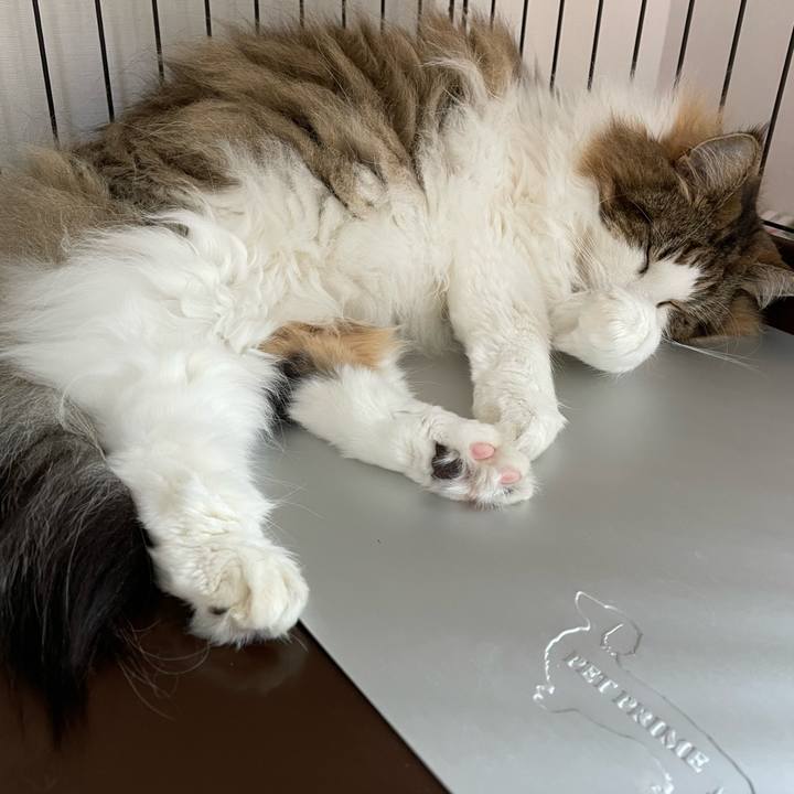 16293669 d97d 446f b794 1f0f040e2873 1752466224248