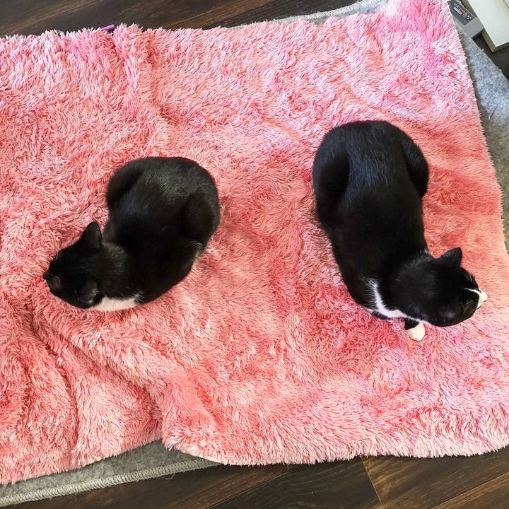 162b926c 3644 4f2f 8dd0 ab68f6204d92 1543189749655