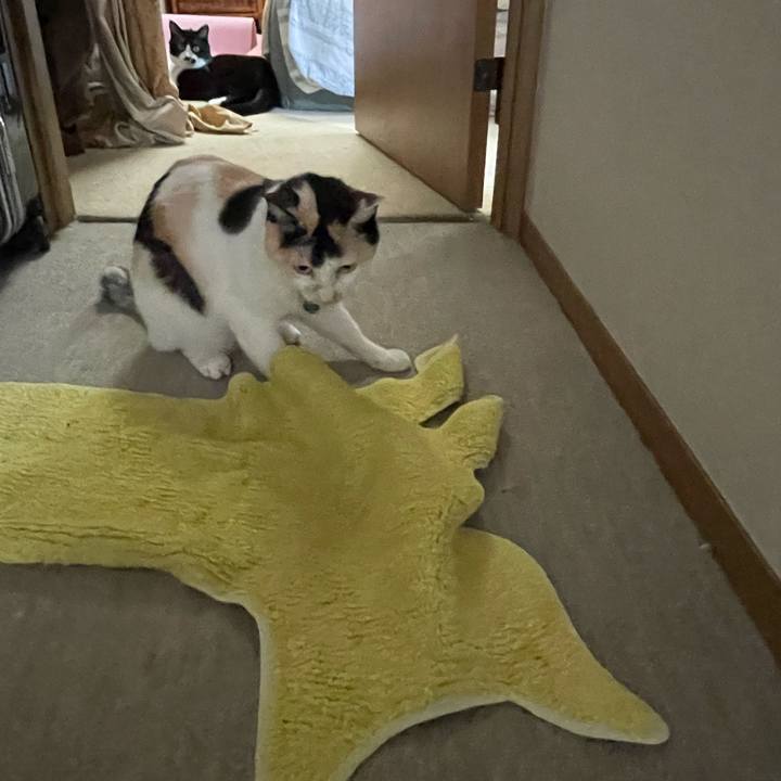 16308c4f 5b43 4fe0 a8d1 633984130f0f 1742952307695