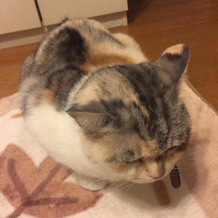 1631c7cd 0410 454b 8264 72ba3fc5dda3 1549639597772