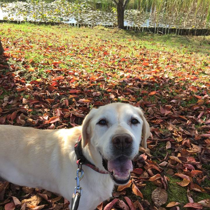 1632b91d e43c 4535 9867 9f225fc81279 1573386672868