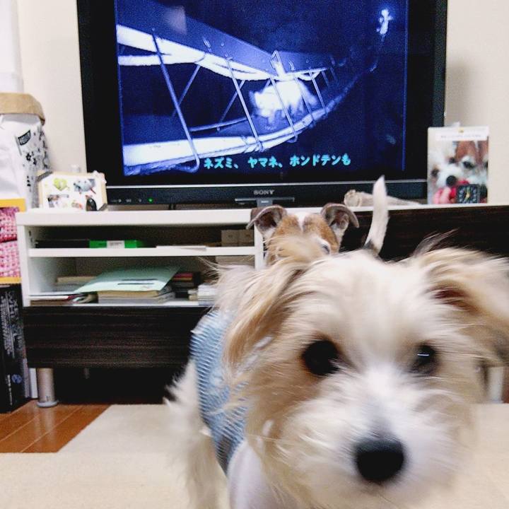 16333d1f be7d 43ea 893f 2d129aafa9a0 1575843494540