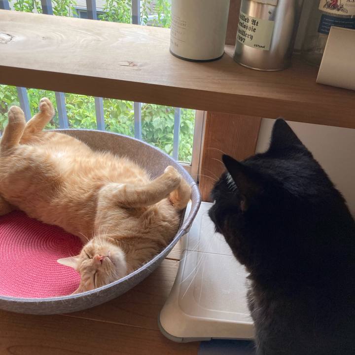 1634bde5 284c 401f b707 bd0c59ec40cf 1598875402170