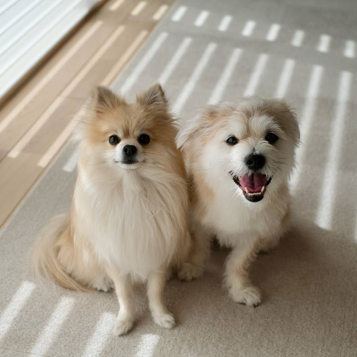 16358a41 729f 4205 8cfb 71c4d481e745 1770505022070