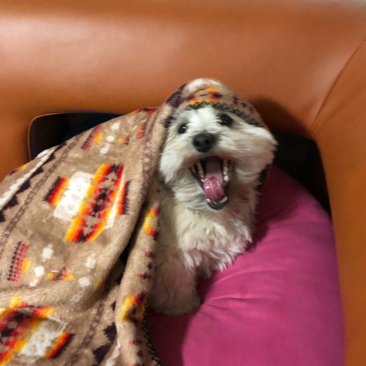 16378334 0abe 49c3 937f 7c67e8d44a0d 1512809340733