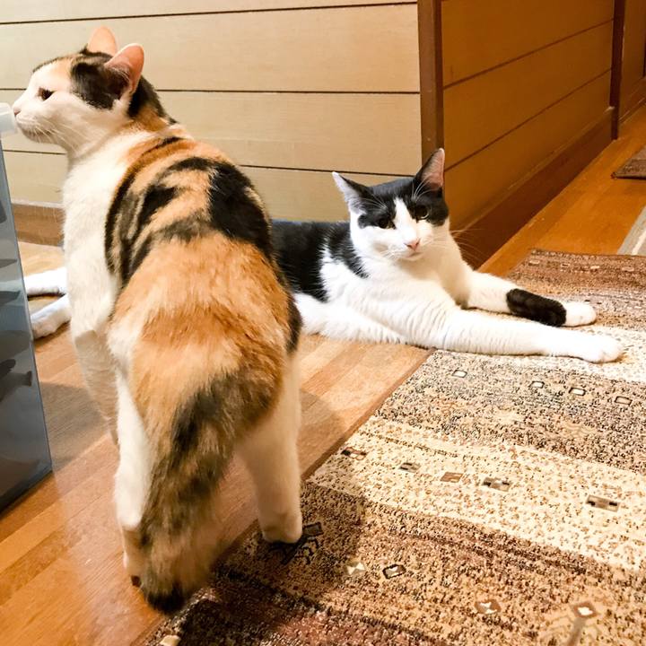 16398022 a19f 45af bd38 713d08ef64aa 1533515349300