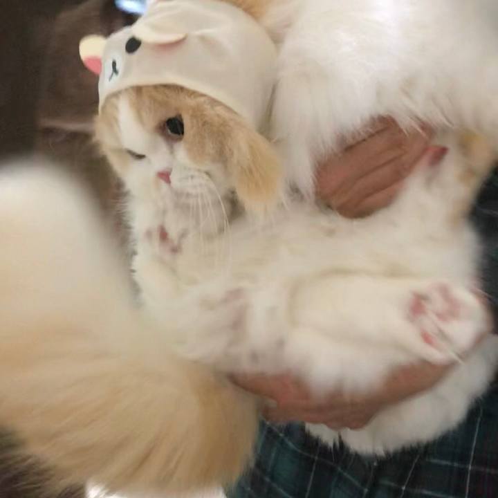 16407278 b362 40bc 9912 ca290306564c 1583846614978