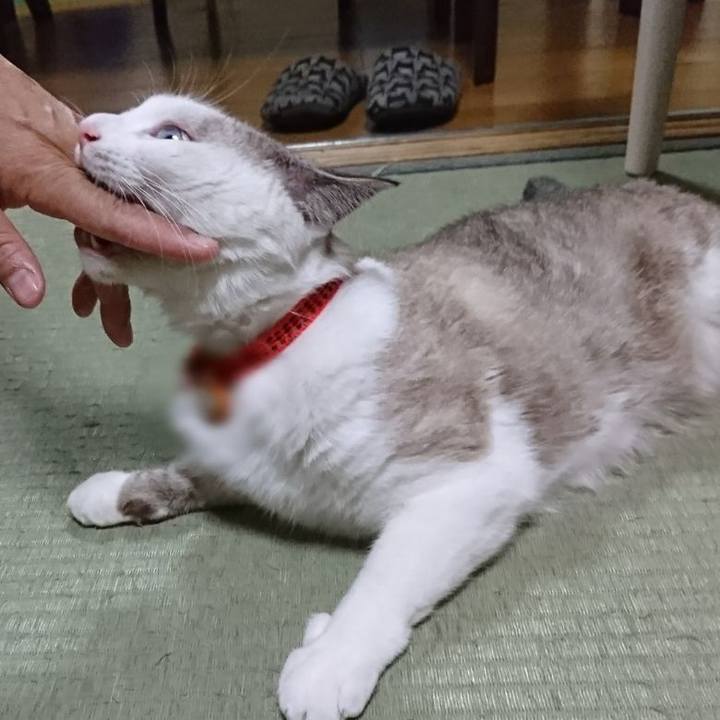 16472863 81ea 4b5a 98be e33711a0f9ae 1510378875443