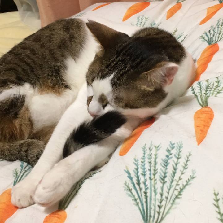 1648b9ee 6a4d 4489 be64 58897c0239dd 1539171637011