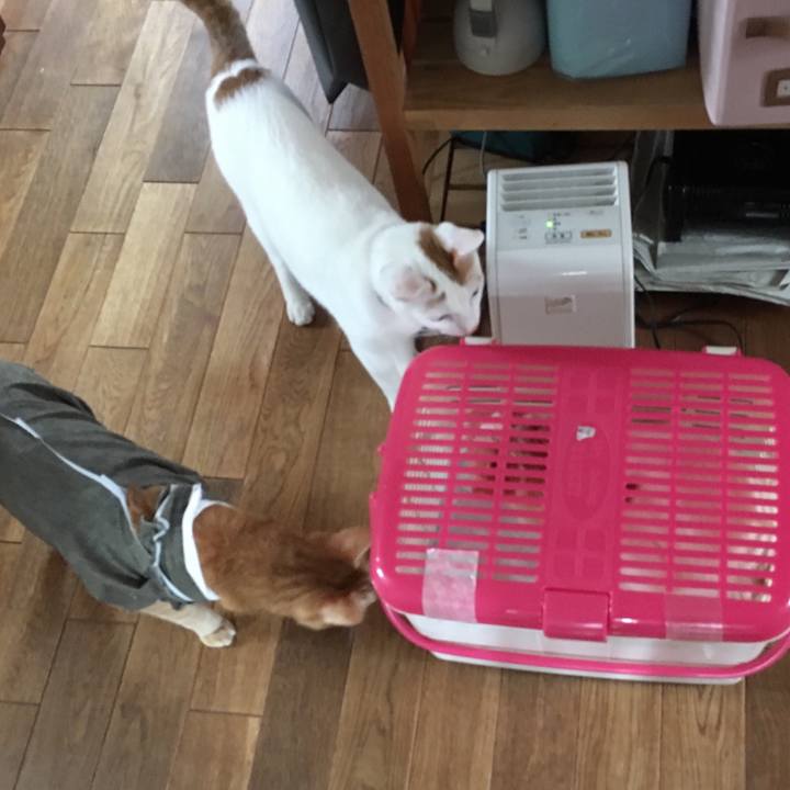 164b1037 b0c0 4bba 969b 5a0f0053b3f1 1531022175066