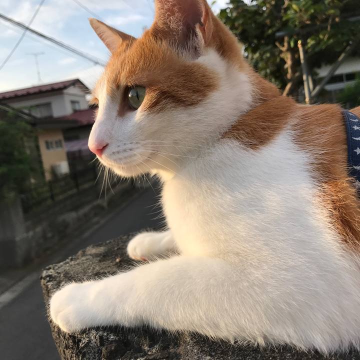 1650bb67 102d 45af 9a5d c2fcbf263f36 1531478133653