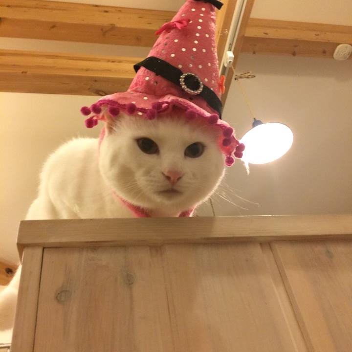 1652892f 607d 4203 8e5e 1375615bee49 1507969251824