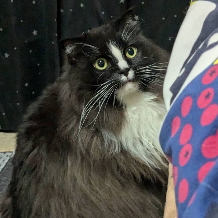 165394b7 88b4 42eb ade3 c72527b8686a 1731667289402