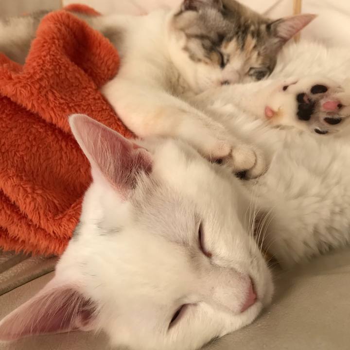 165953ca 358a 489a 98d2 93492679729c 1514259713940