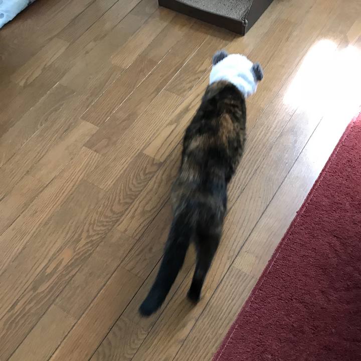 16598fda ff0e 4a2e 955f 6ce0b569f740 1533966964294