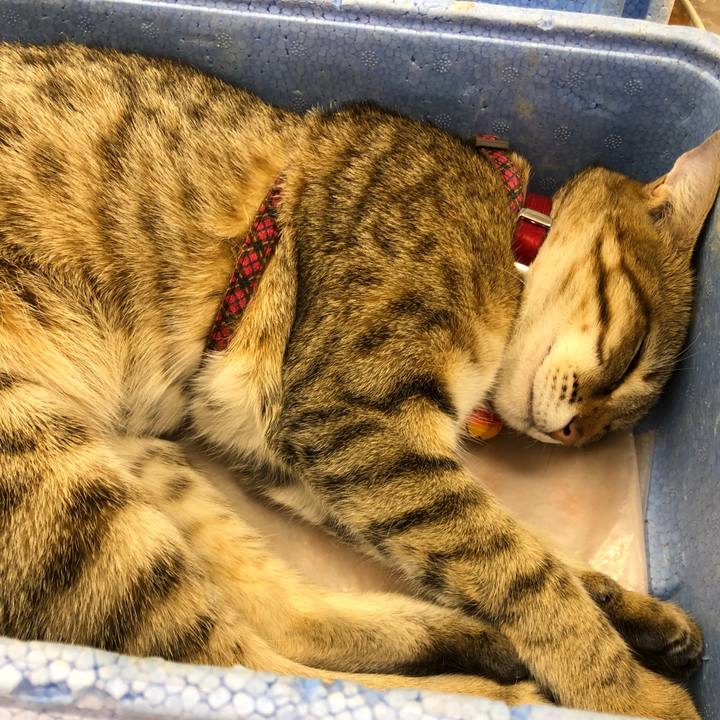 165d350b e53b 456c a9d8 6f72e6a961da 1585965733004