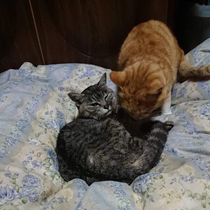 1662318f 59fc 496a 8fc8 83087ee86eb9 1587815129057