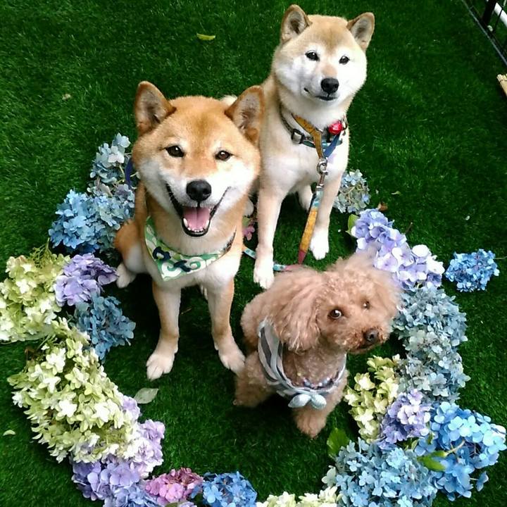 1665557e a1b4 4f0b bdac 482ed8ddc430 1562315266121