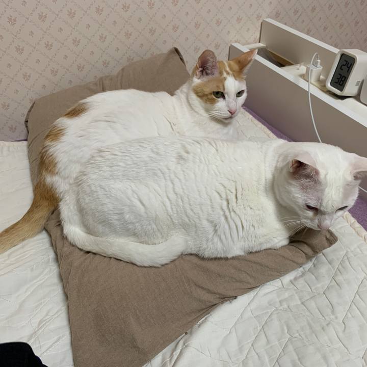 16677ecf 0aa4 4631 ad2b aa69477a2936 1648807615594